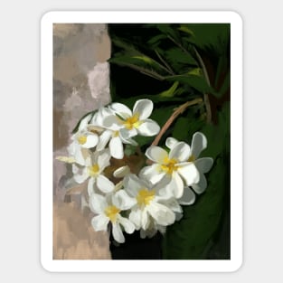 Plumeria blooming Sticker